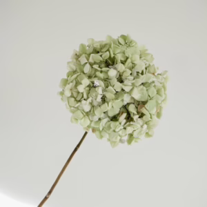 Light green hydrangea Stem