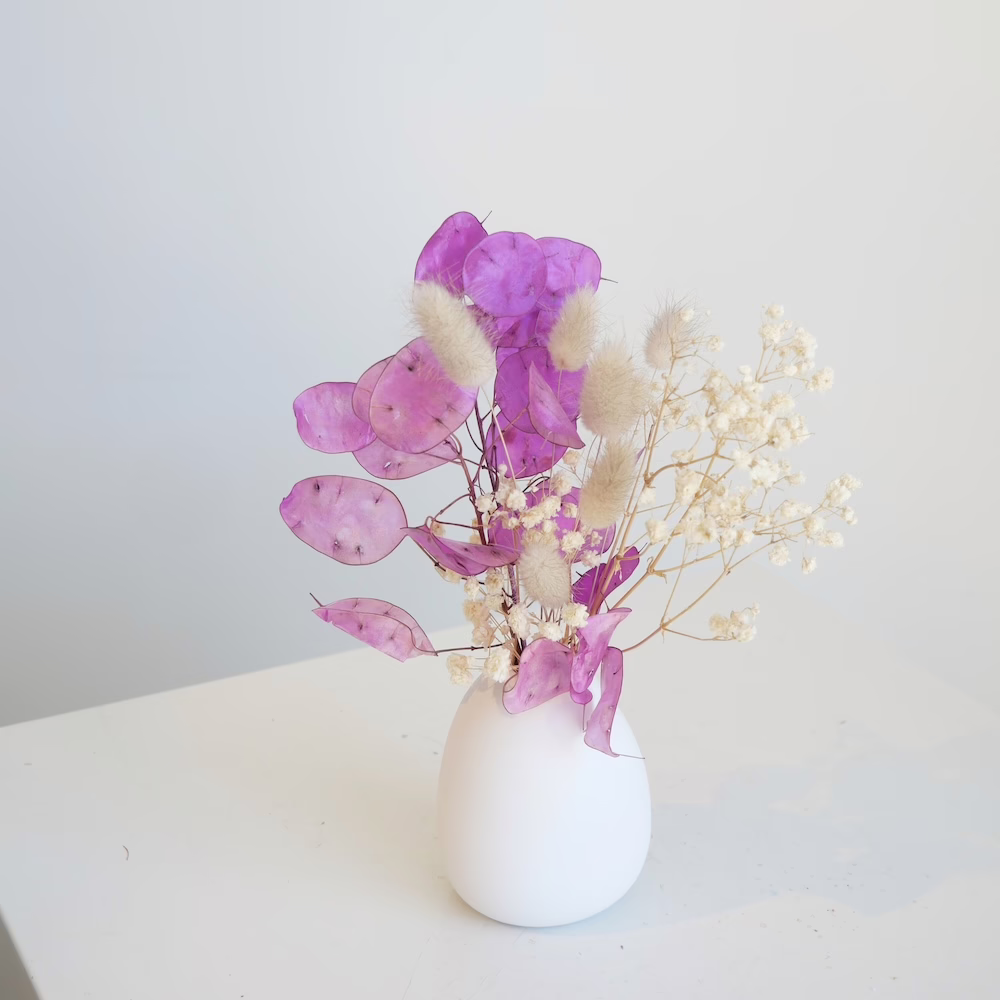 Honesty, Bunnies and Gyp Mini