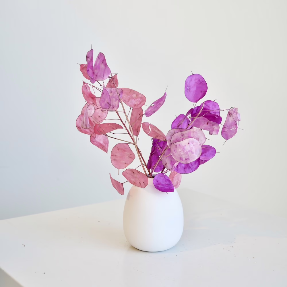 Honesty Mini - Image 2