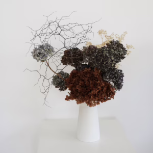 Hydrangeas and Mulenbekia